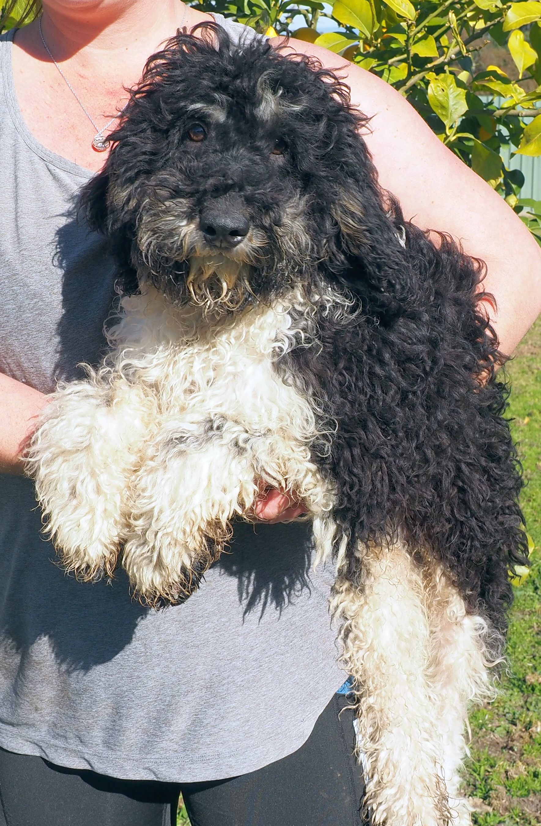 Chocolate schnoodle puppies for sale hot sale